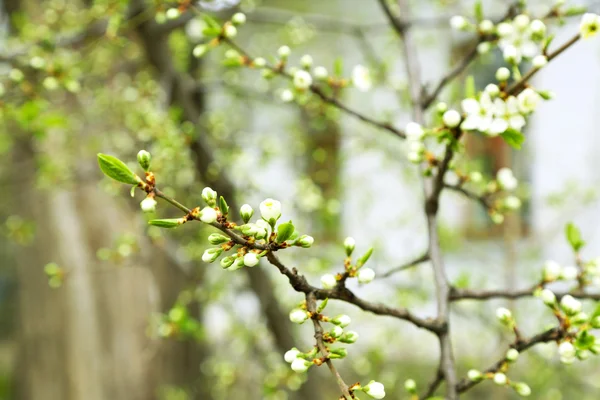 Brindilles d'arbres en fleurs avec des fleurs blanches au printemps gros plan — Photo