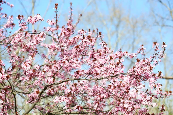 Flores de cerezo sobre fondo borroso de la naturaleza —  Fotos de Stock