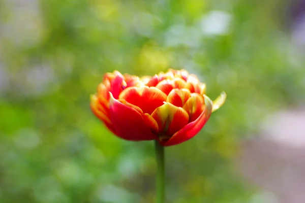 Hermoso tulipán brillante de cerca —  Fotos de Stock