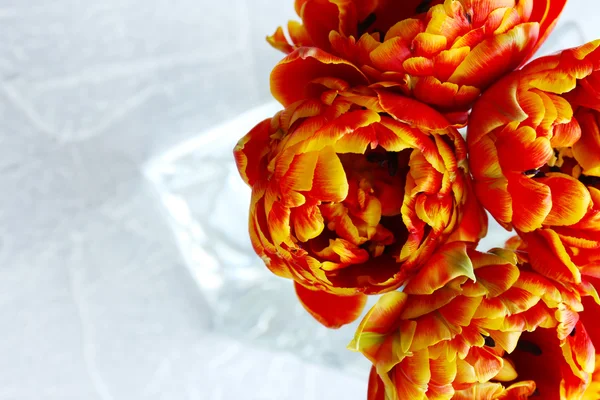 Piękne tulipany jasne w szklanym wazonie na szarym tle — Zdjęcie stockowe