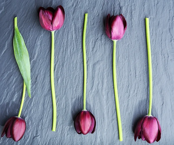 Prachtige Violette tulpen op grijze achtergrond — Stockfoto