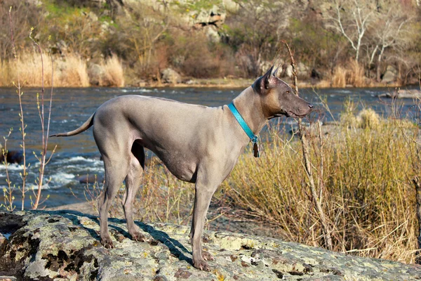 Tay Ridgeback köpek doğa arka plan üzerinde — Stok fotoğraf