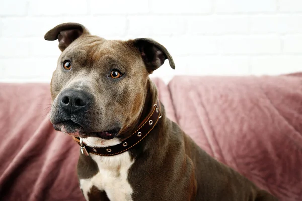 Lindo perro sentado en el sofá, en el fondo interior de casa — Foto de Stock