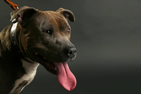 American Staffordshire Terrier, close-up, on dark background — Stock Photo, Image