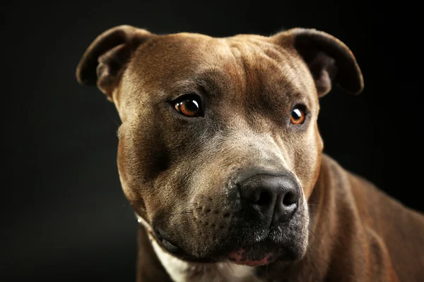 American Staffordshire Terrier, close-up, on dark background — Stock Photo, Image