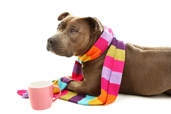 อเมริกัน Stafordshire Terrier ด้วยผ้าพันคอสีสันและถ้วยแยกกันบนสีขาว — ภาพถ่ายสต็อก