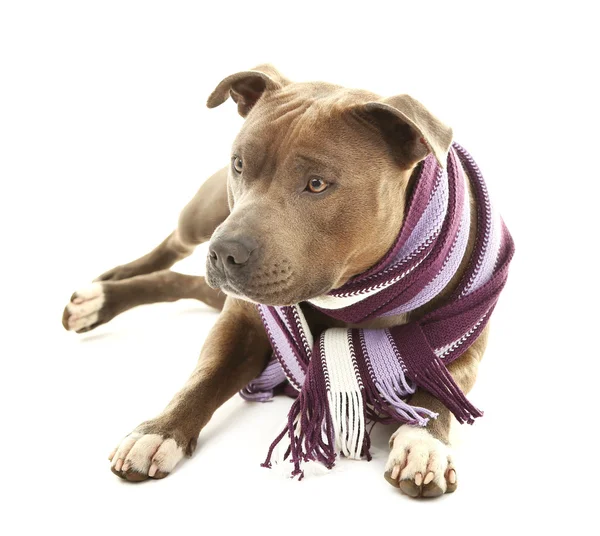 American Staffordshire Terrier med färgglad scarf isolerad på vit — Stockfoto