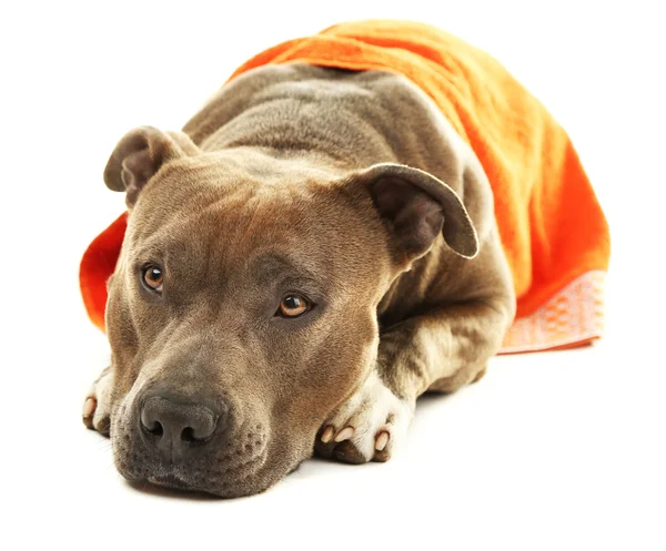 American Staffordshire Terrier com toalha isolada em branco — Fotografia de Stock