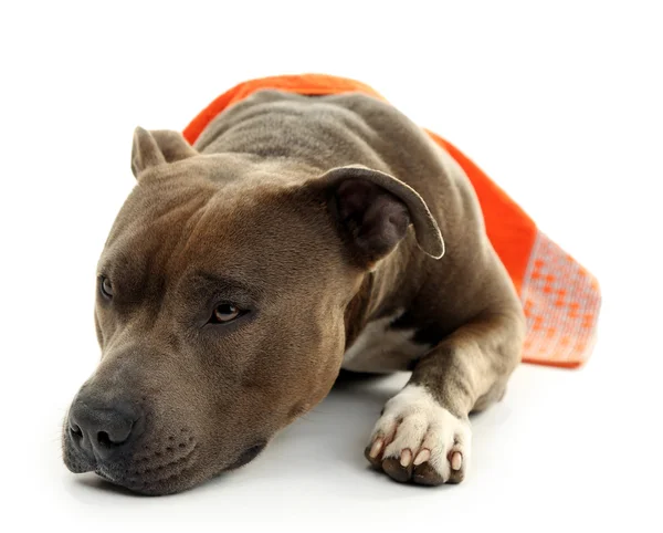 American Staffordshire Terrier with towel isolated on white — Stock Photo, Image