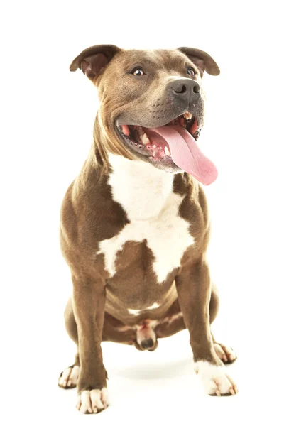 American staffordshire terrier aislado en blanco — Foto de Stock