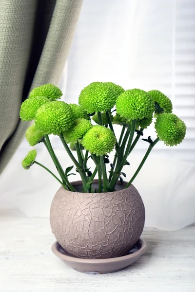 Beautiful chrysanthemum in pot on windowsill — Stock Photo, Image