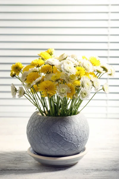 Красивая хризантема в горшочке на подоконнике — стоковое фото