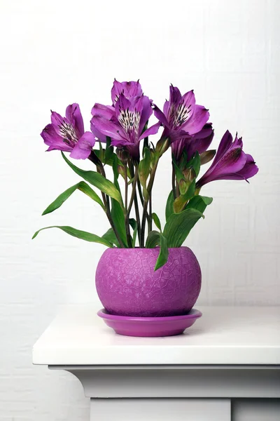 Beautiful alstroemeria in pot on light background — Stock Photo, Image