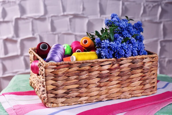 Mooie muscari - hyacint in rieten mand met spoolt van draad op muur achtergrond — Stockfoto