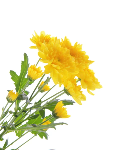 Schöner Strauß gelber Chrysanthemen isoliert auf weißem Grund — Stockfoto