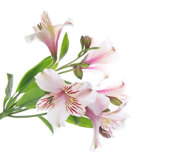 Bella alstroemeria isolata su bianco — Foto Stock