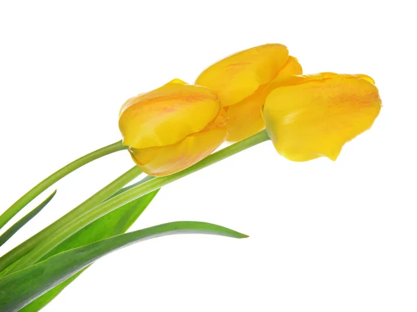 Schöner Strauß gelber Tulpen isoliert auf weißem Grund — Stockfoto