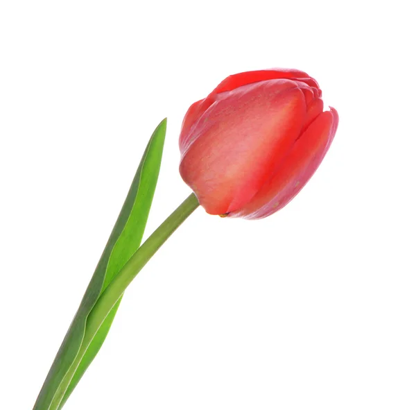 Beautiful red tulip isolated on white — Stock Photo, Image