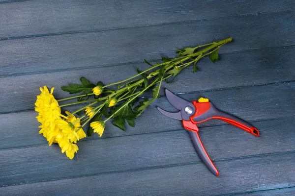 Bellissimo bouquet di crisantemo giallo con potatore su fondo ligneo — Foto Stock