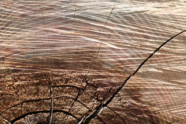 वृक्ष स्टंपचे पोत — स्टॉक फोटो, इमेज