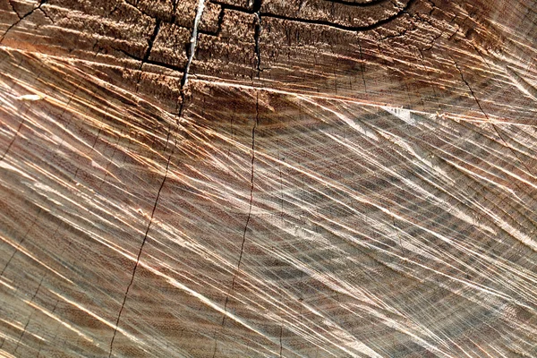Textura do toco de árvore — Fotografia de Stock