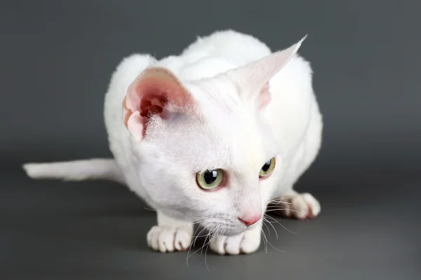 Gato branco bonito — Fotografia de Stock