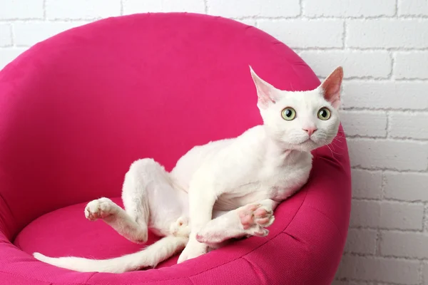 柔らかいピンクの肘掛け椅子の白猫 — ストック写真