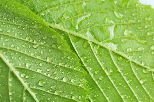 Groene bladeren met waterdruppels — Stockfoto