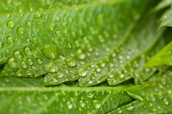 Green leaves with water drops — Stock Photo, Image
