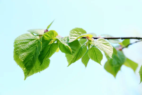 Beautiful green twig on blue sky background — Stock Photo, Image