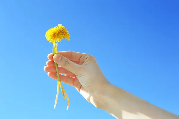 Mano femminile che tiene piccoli denti di leone su sfondo cielo blu — Foto Stock