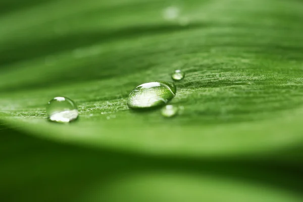 Grünes Blatt mit Tropfen — Stockfoto