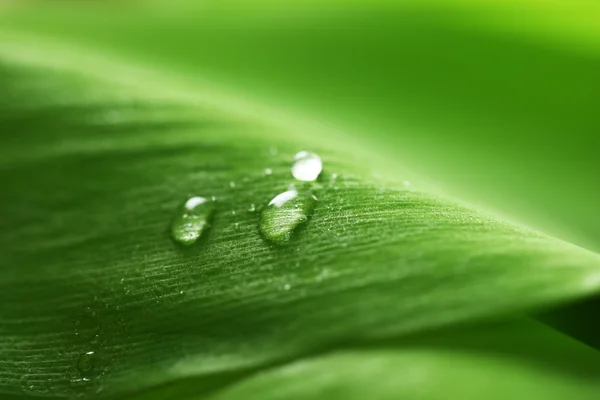 Folha verde com gotas — Fotografia de Stock