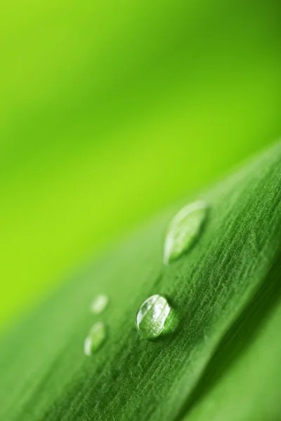 Groen blad met druppels — Stockfoto