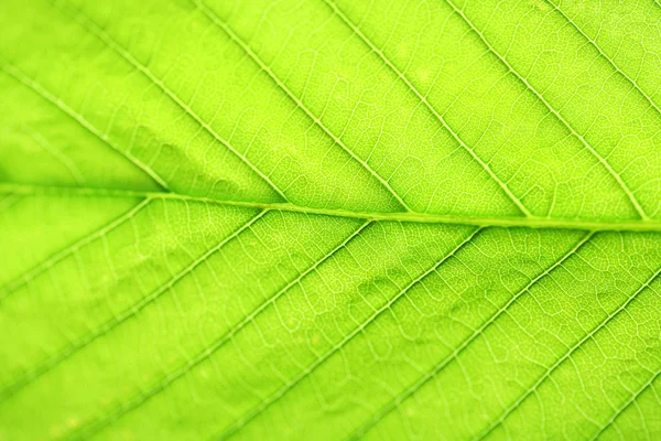 Vers groen blad — Stockfoto