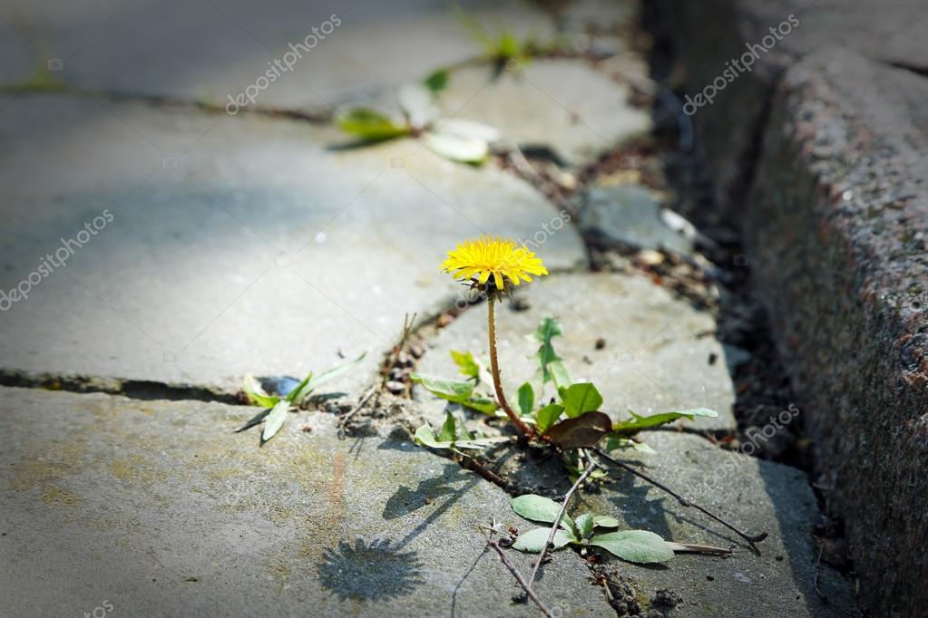 Beautiful dandelion flower growing through asphalt — Stock Photo