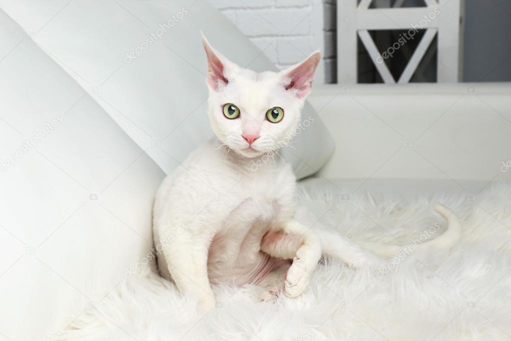 White cat on sofa