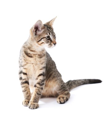 Beyaz tenli şirin kedi yavrusu.