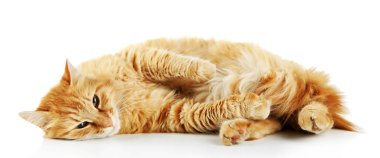 Kırmızı kedi beyaz arkaplanda izole edildi