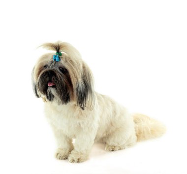 şirin shih tzu