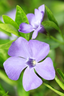 Deniz salyangozu (vinca minor) bitki çiçek
