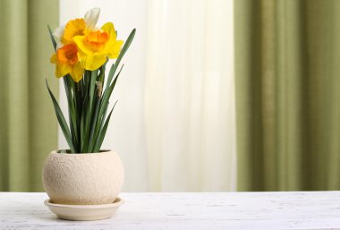 Kumaş zemin üzerine tencerede güzel nergis