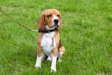 sevimli köpek parkı