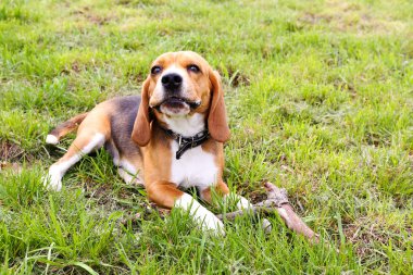 sevimli köpek parkı