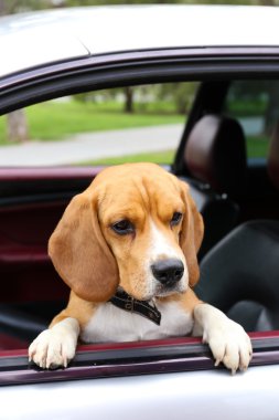Arabada komik şirin köpek
