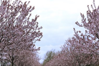 güzel çiçekli ağaç