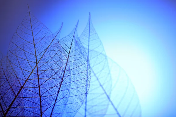 Skeleton bladeren op blauwe achtergrond, close-up — Stockfoto