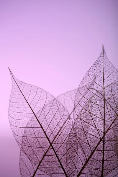 Skelettblätter auf violettem Hintergrund, Nahaufnahme — Stockfoto