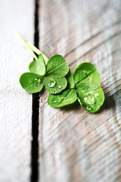 Green clover leaves — Stock Photo, Image