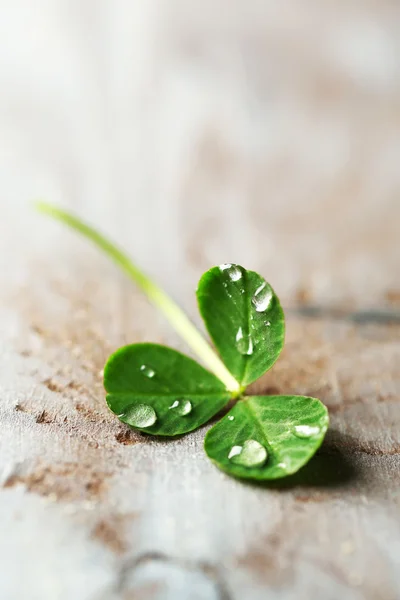 Hojas de trébol verde —  Fotos de Stock